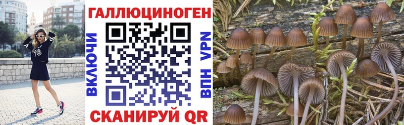 Псилоцибиновые грибы Psilocybe  закладка  Королёв 